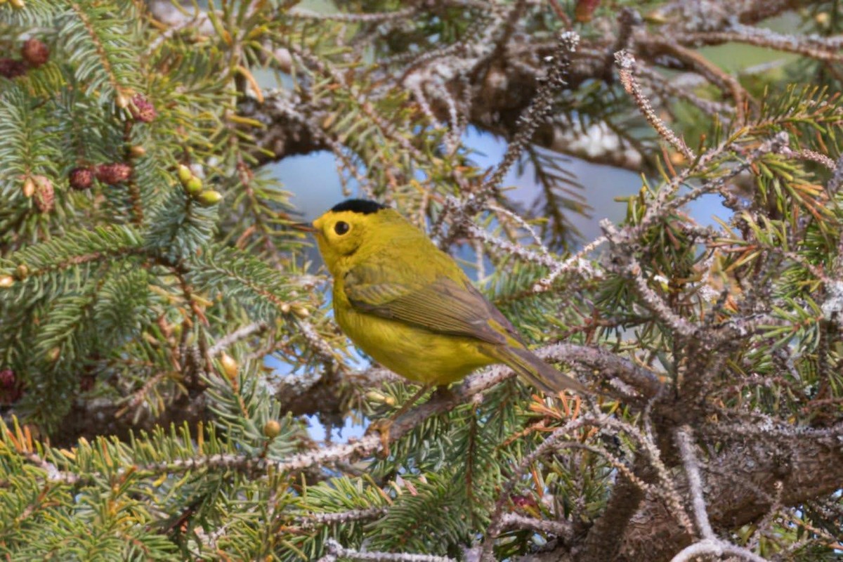 Wilson's Warbler - ML636604139