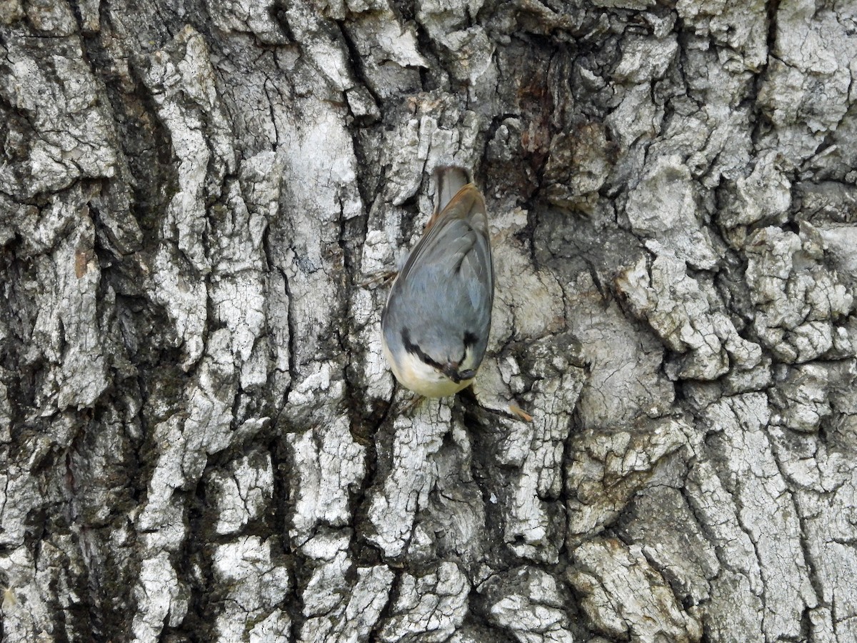 Eurasian Nuthatch (Western) - ML636604150