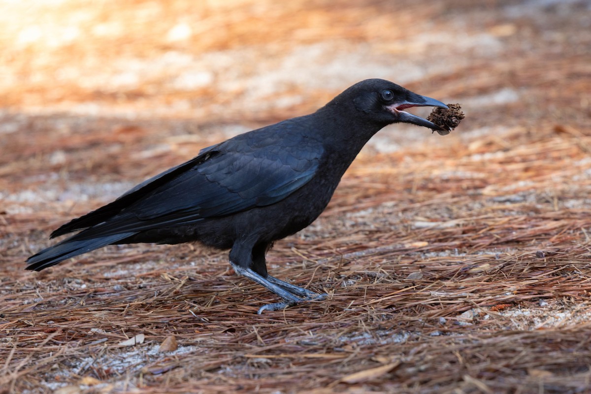 American Crow - ML636604188