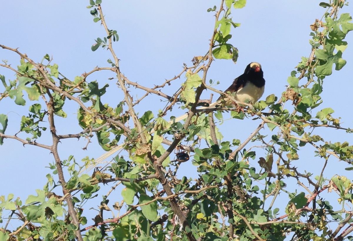 Straw-tailed Whydah - ML636604278