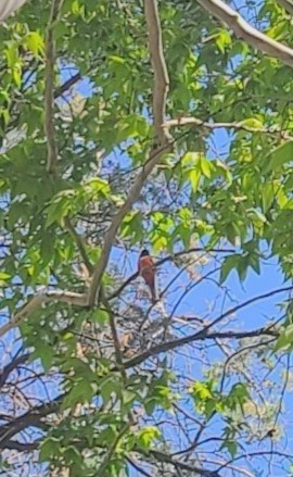 Coppery-tailed Trogon - ML636604367