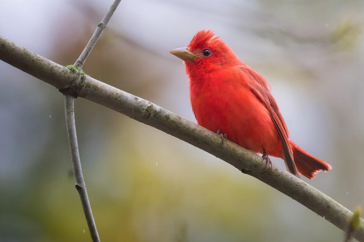 Summer Tanager - ML636604439