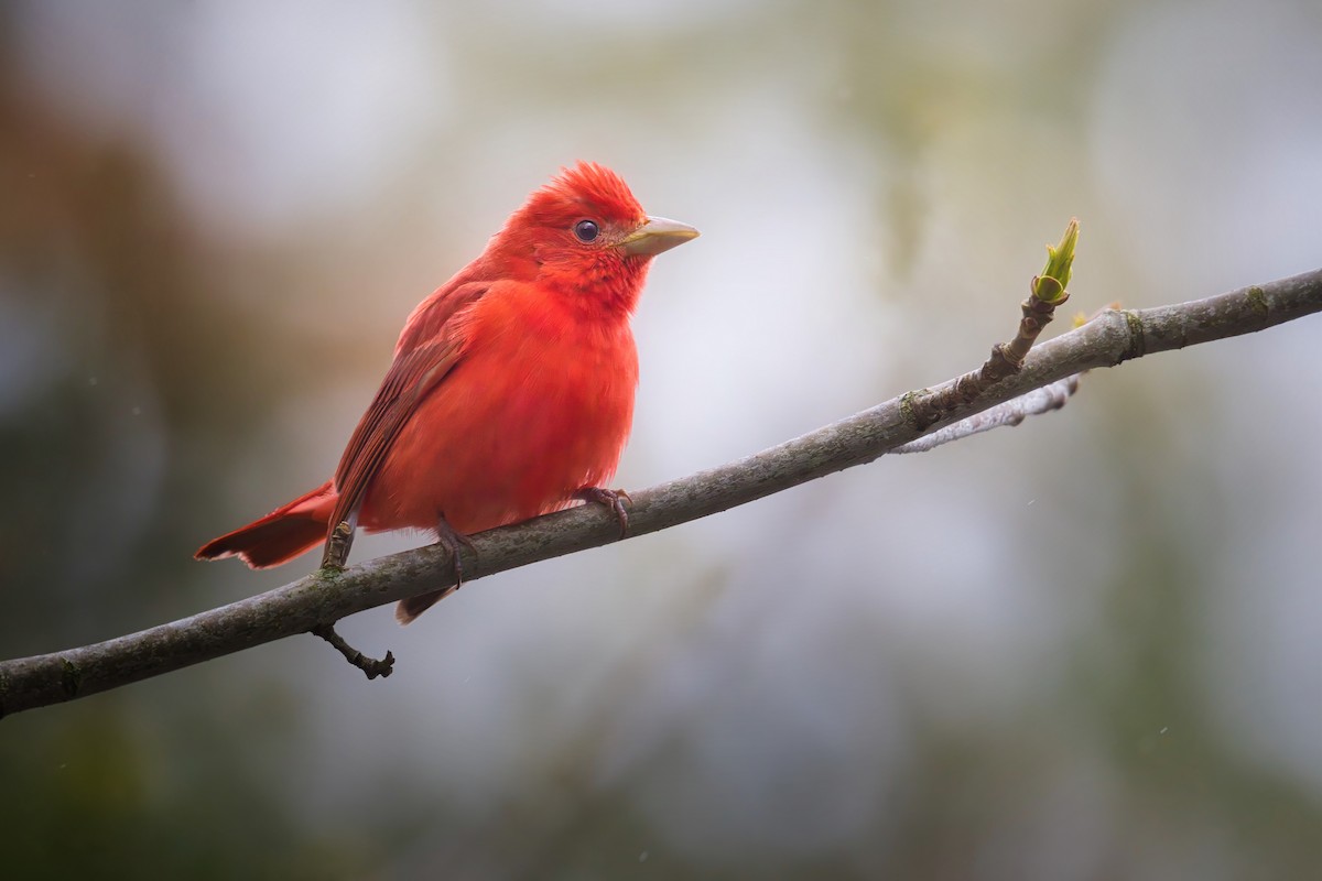 Summer Tanager - ML636604440