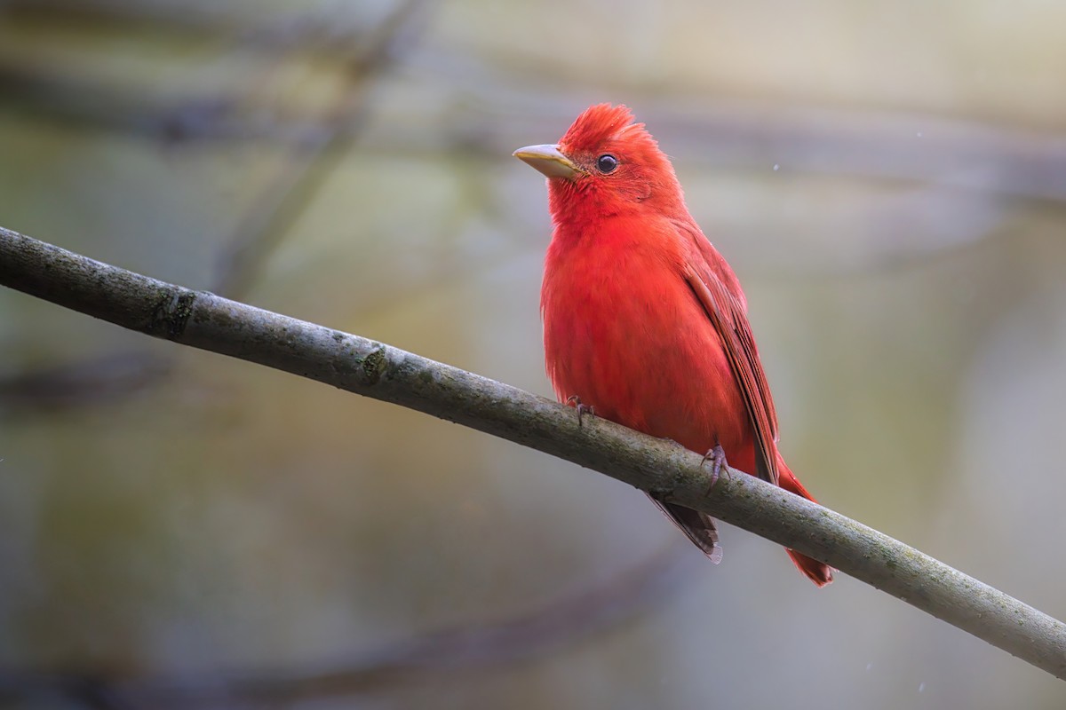 Summer Tanager - ML636604441