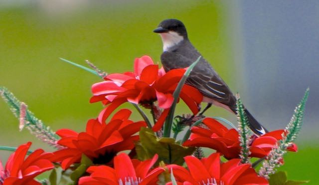 Eastern Kingbird - ML636604444