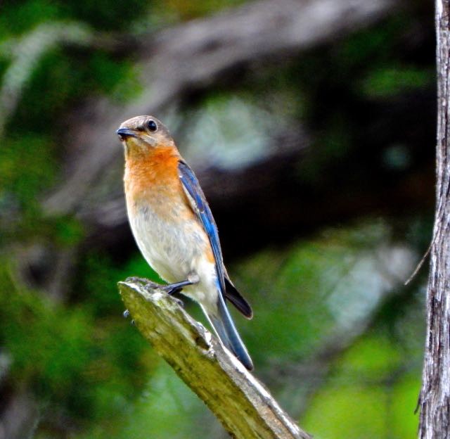 Eastern Bluebird - ML636604449