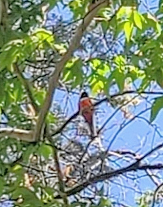 Coppery-tailed Trogon - ML636604459