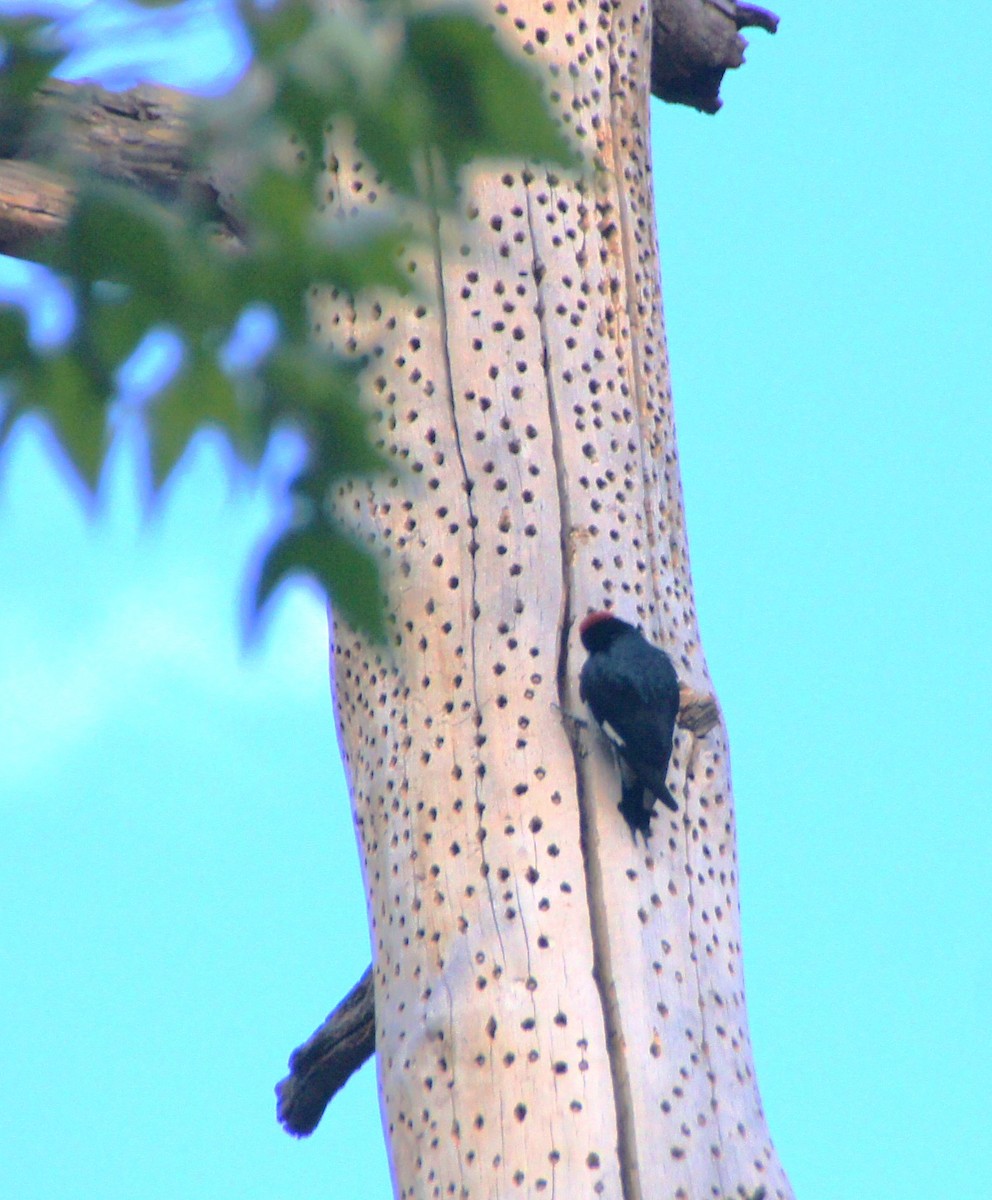 Acorn Woodpecker - ML636604473