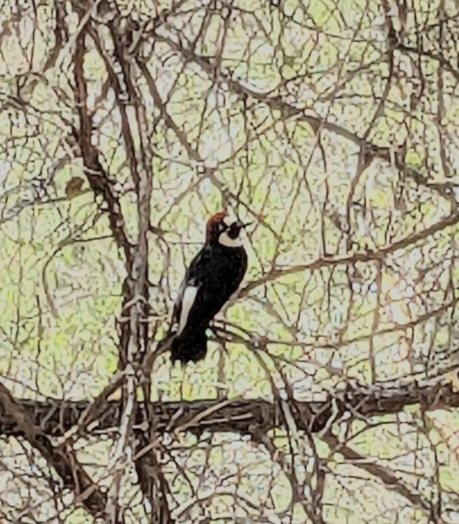 Acorn Woodpecker - ML636604478