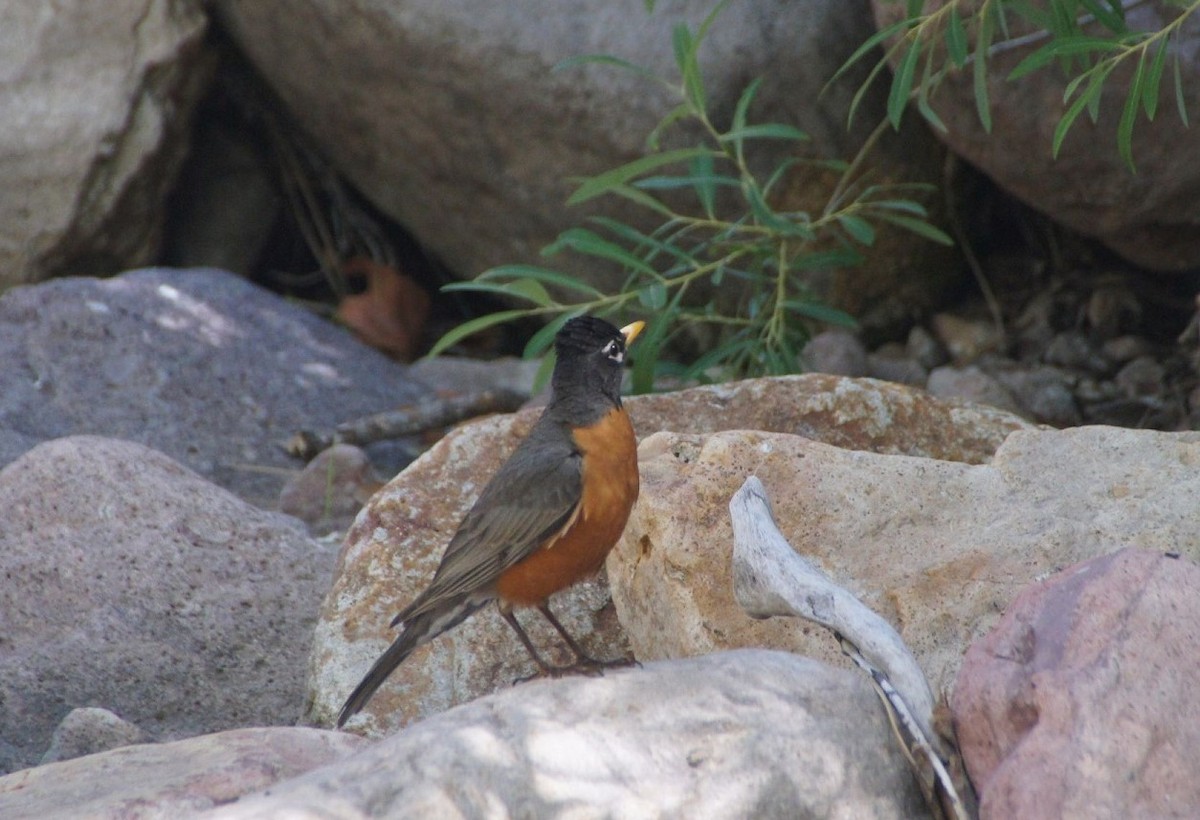 American Robin - ML636604488