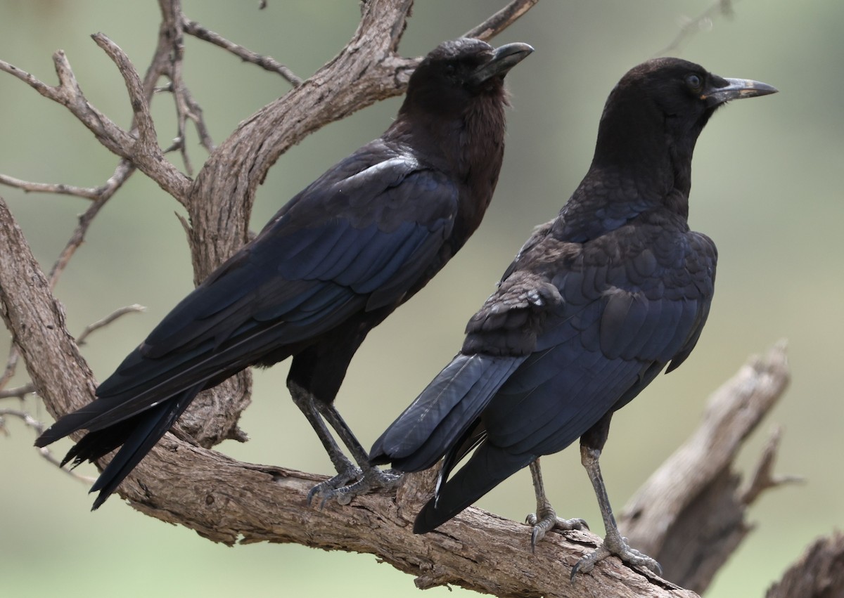 Cape Crow - ML636604504