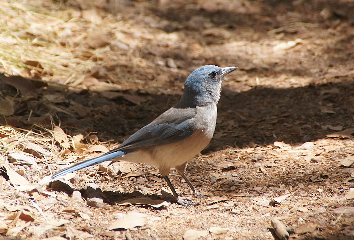 Mexican Jay (Arizona) - ML636604505