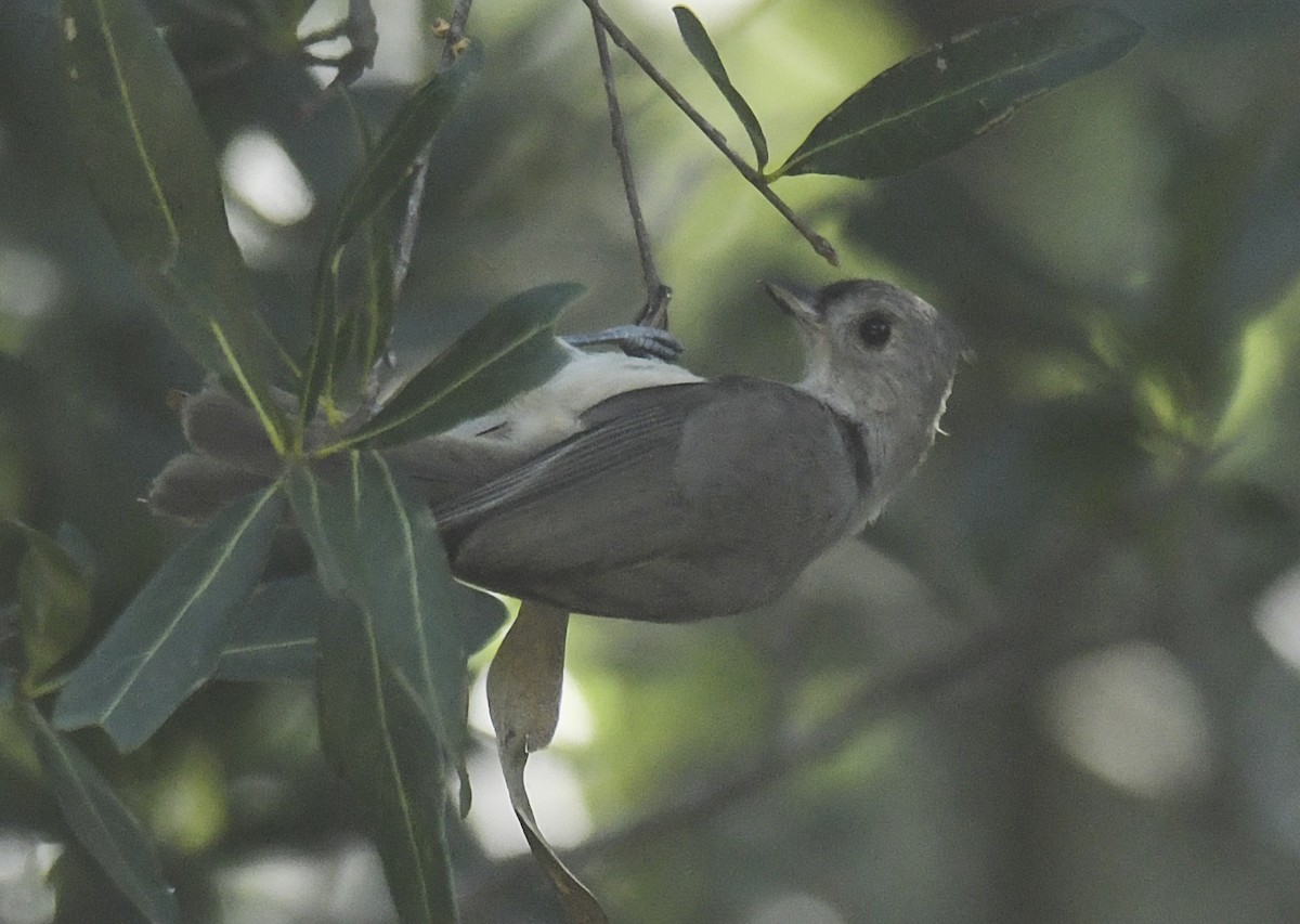 Tufted Titmouse - ML636604544