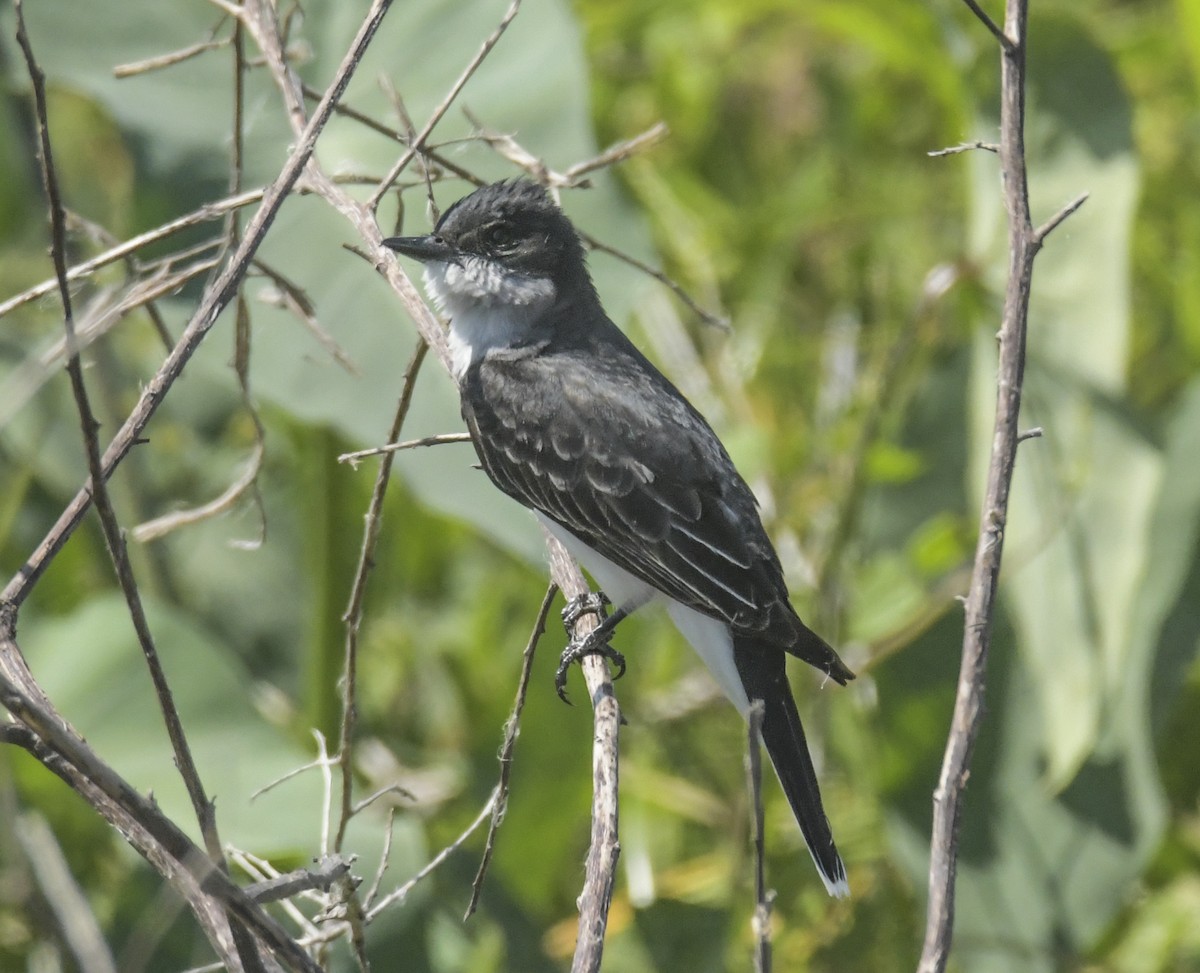 Eastern Kingbird - ML636604550