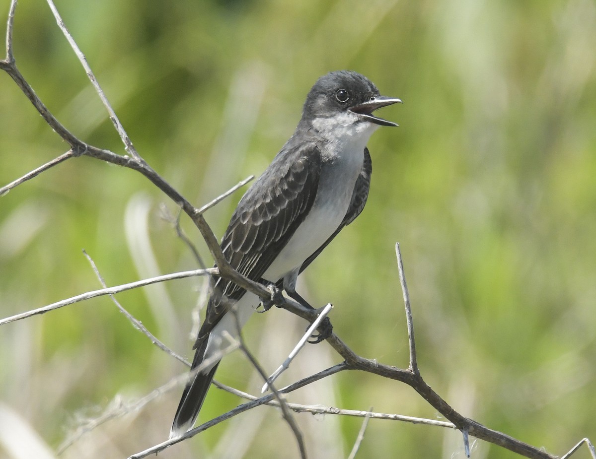 Eastern Kingbird - ML636604551