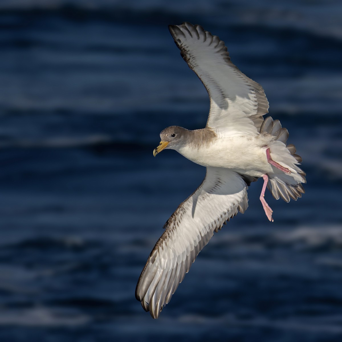 Scopoli's Shearwater - ML636604611