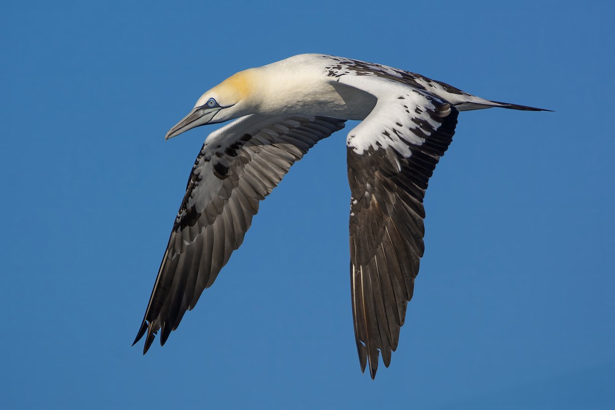 Northern Gannet - ML636604636