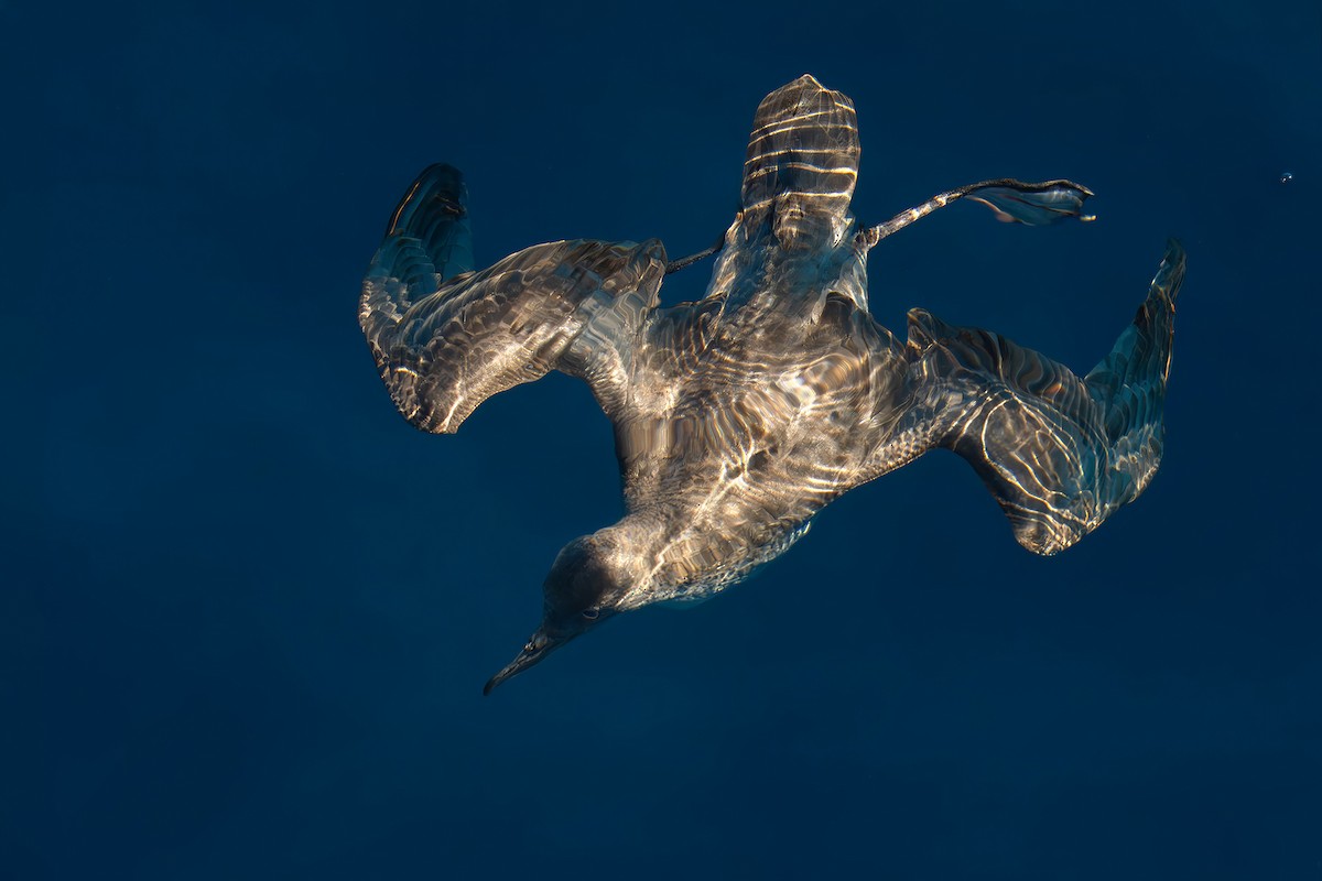 Balearic Shearwater - ML636604663
