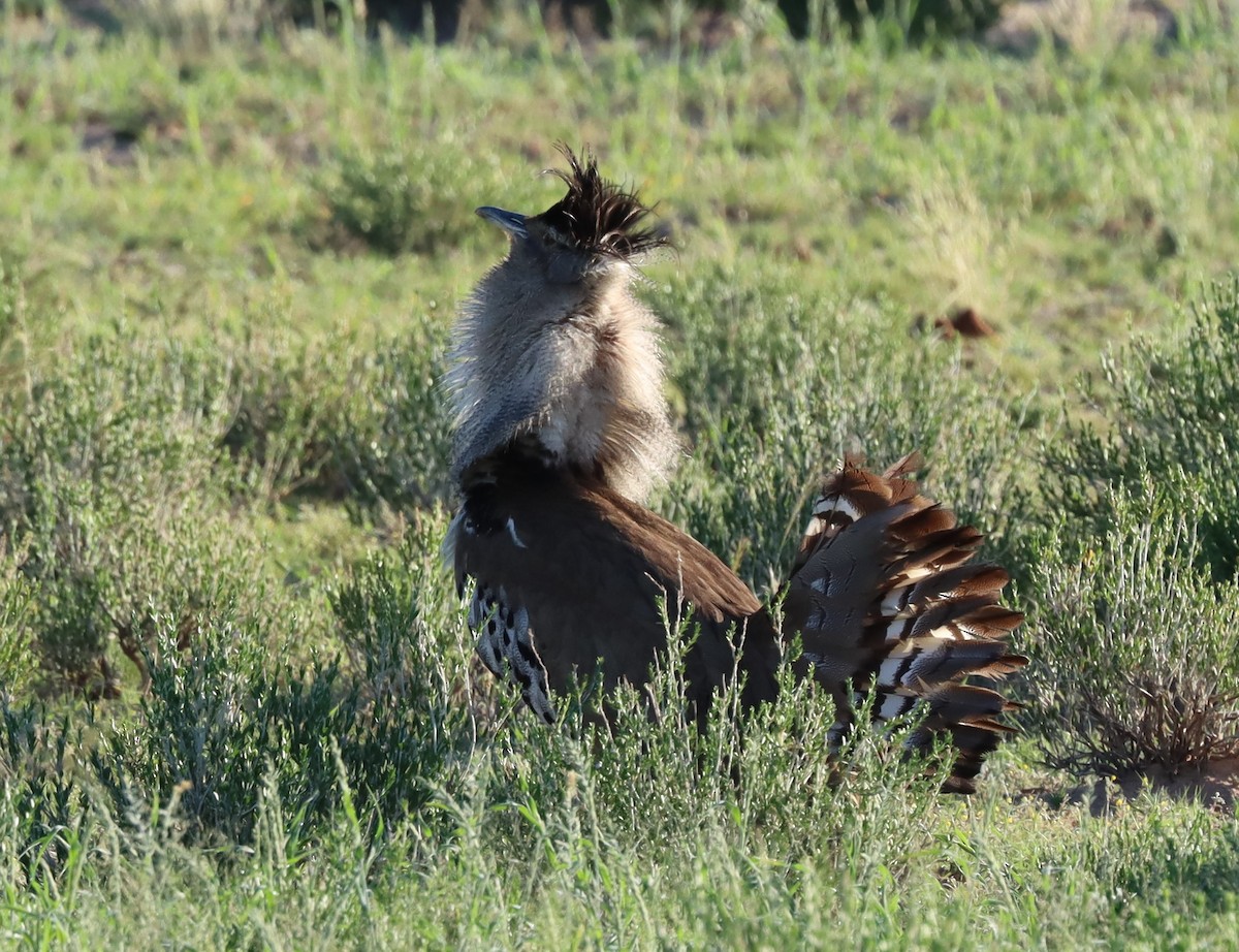 Kori Bustard - ML636604696