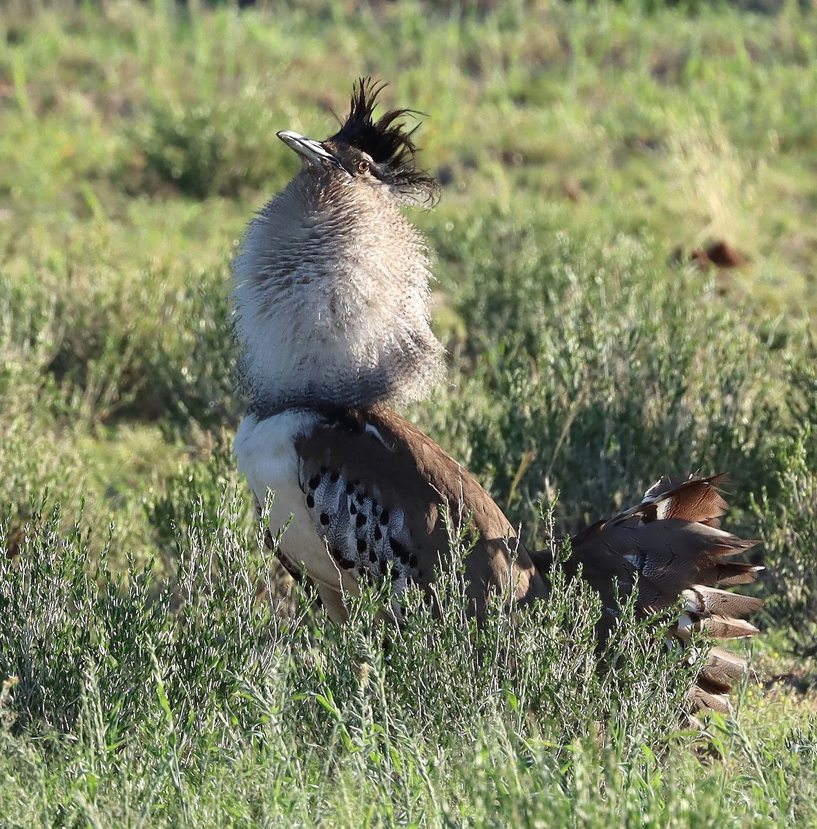 Kori Bustard - ML636604711