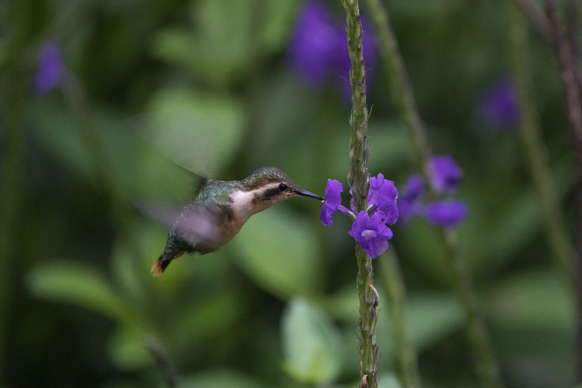 Colibri bourdon - ML636604874