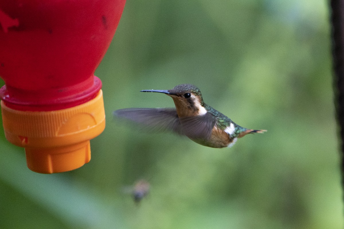 Colibri bourdon - ML636604875