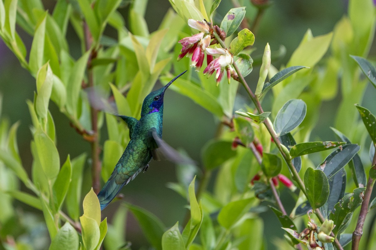 Sparkling Violetear - ML636604891