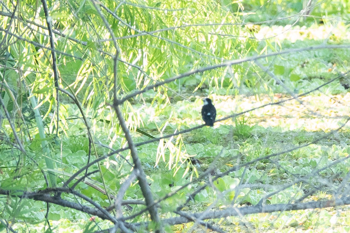 Black-backed Water-Tyrant - ML636604988