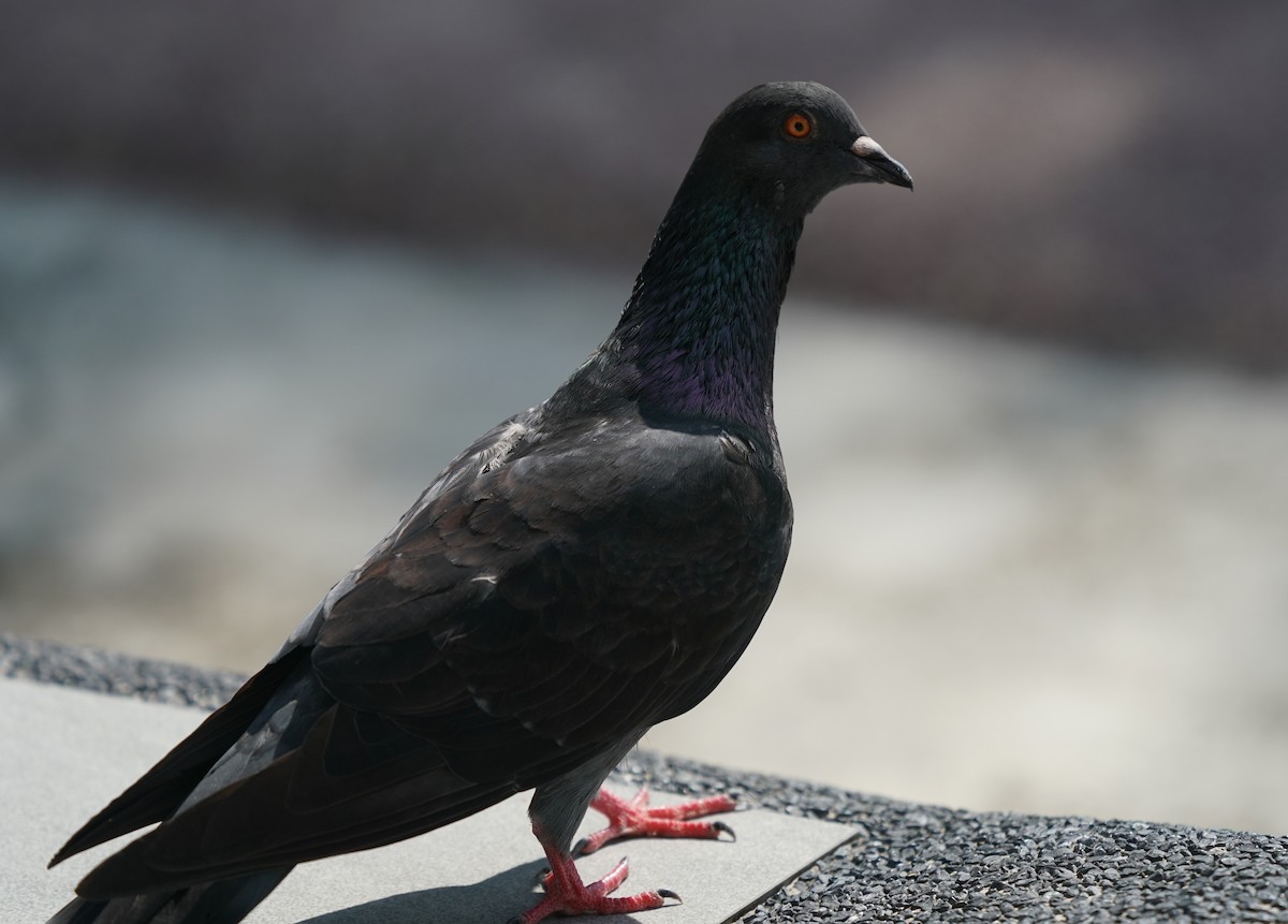 Rock Pigeon (Feral Pigeon) - ML636605000