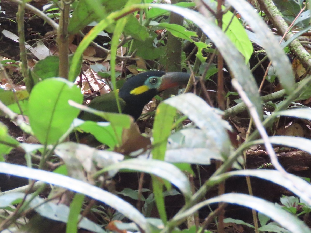 Guianan Toucanet - ML636605081