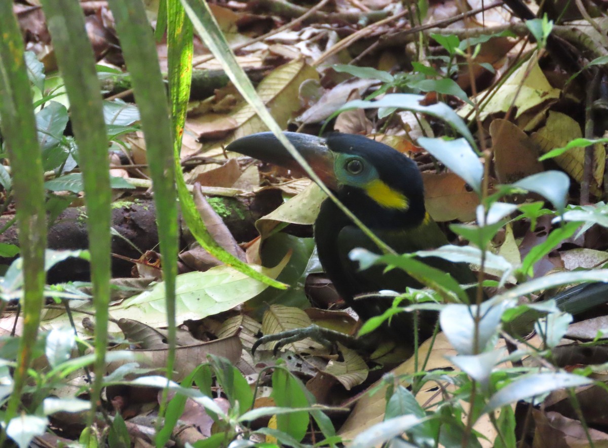 Guianan Toucanet - ML636605082