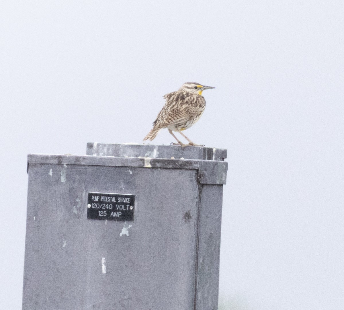 Western Meadowlark - ML636605204
