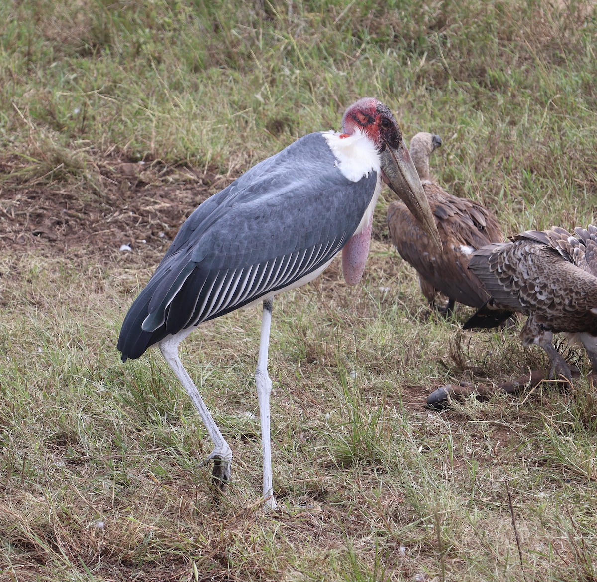 Marabou Stork - ML636605252