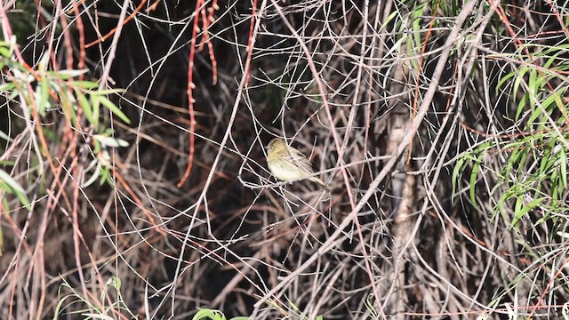 Western Flycatcher - ML636605270
