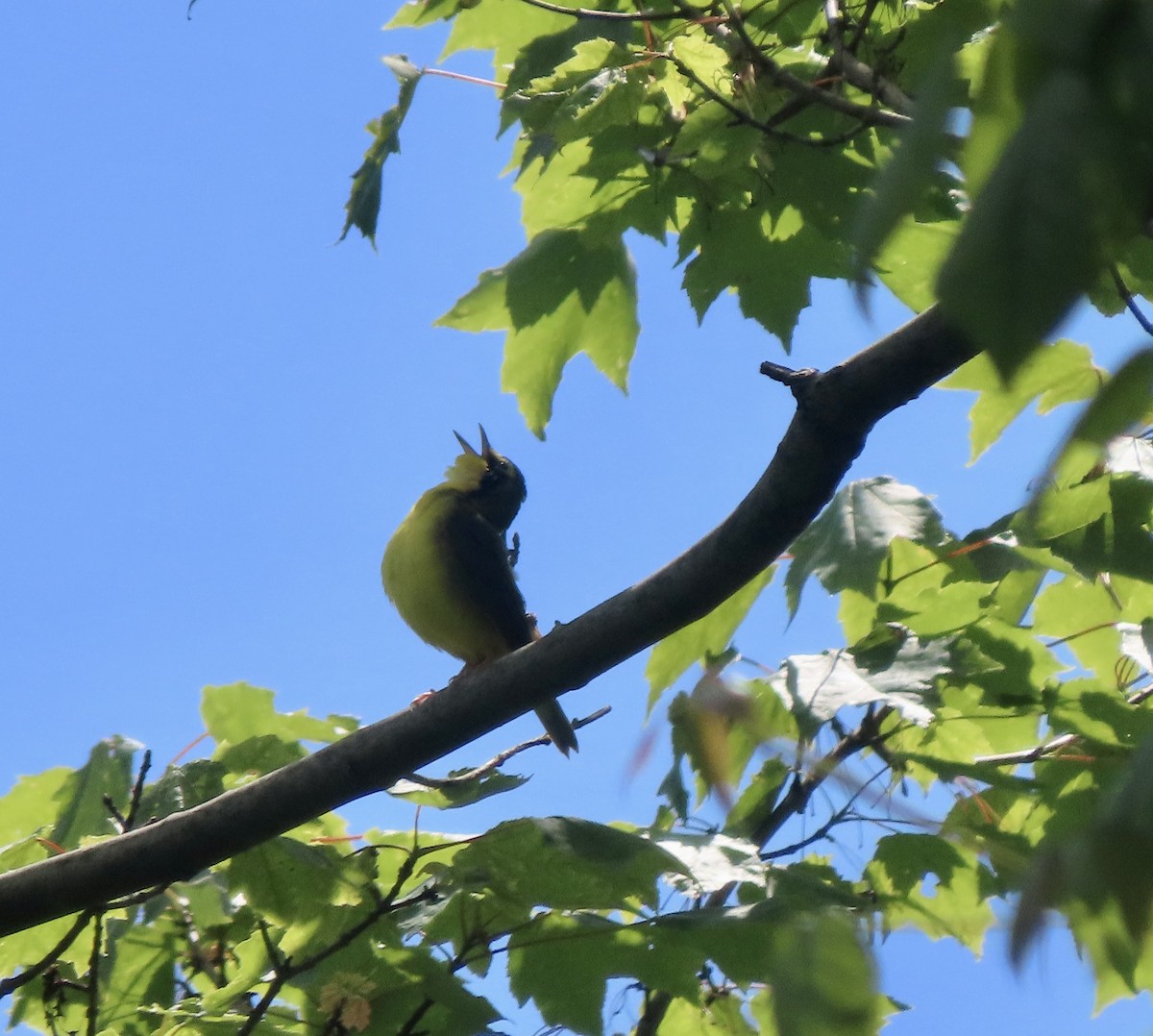 Kentucky Warbler - ML636605335