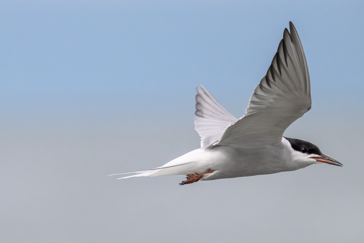 Common Tern - ML636605442