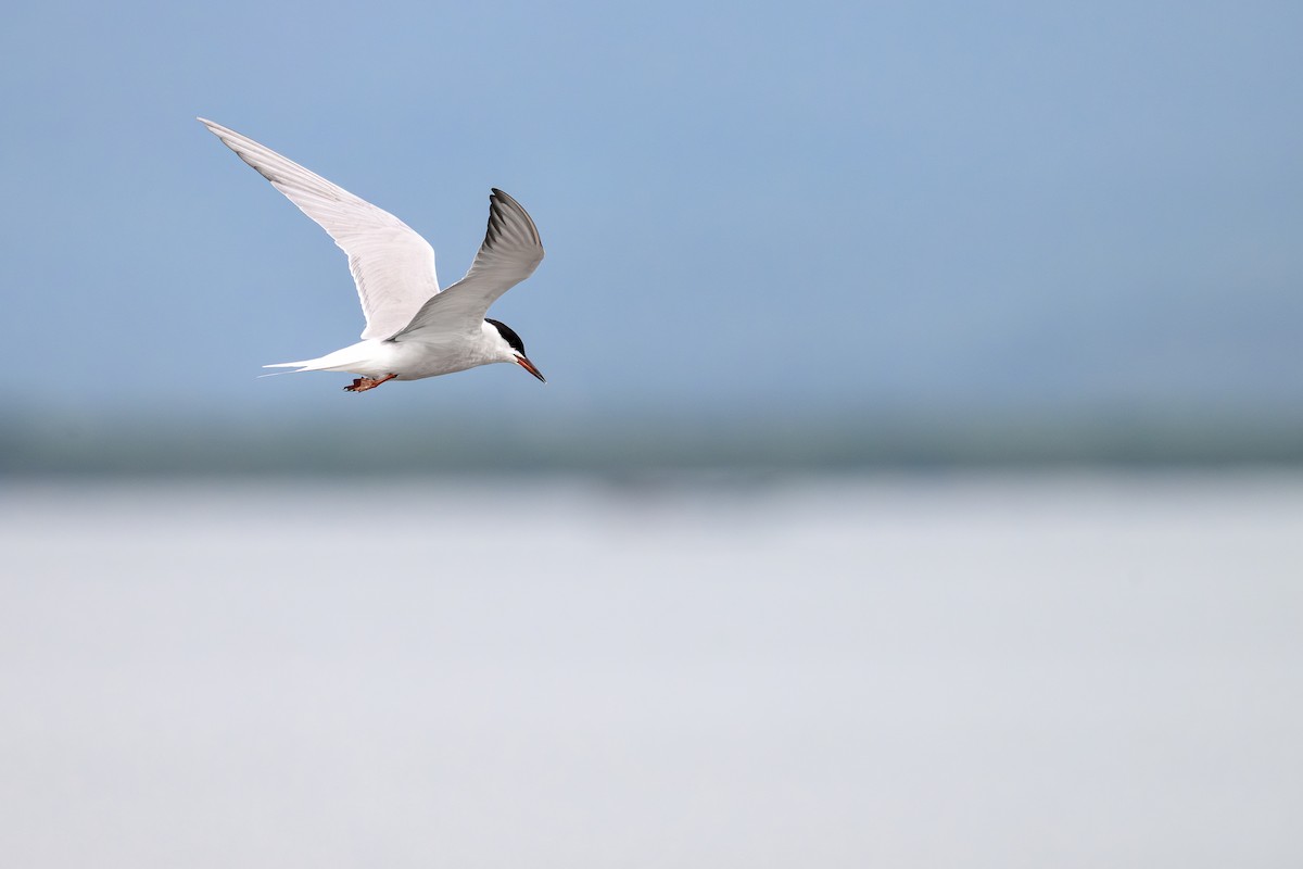 Common Tern - ML636605443