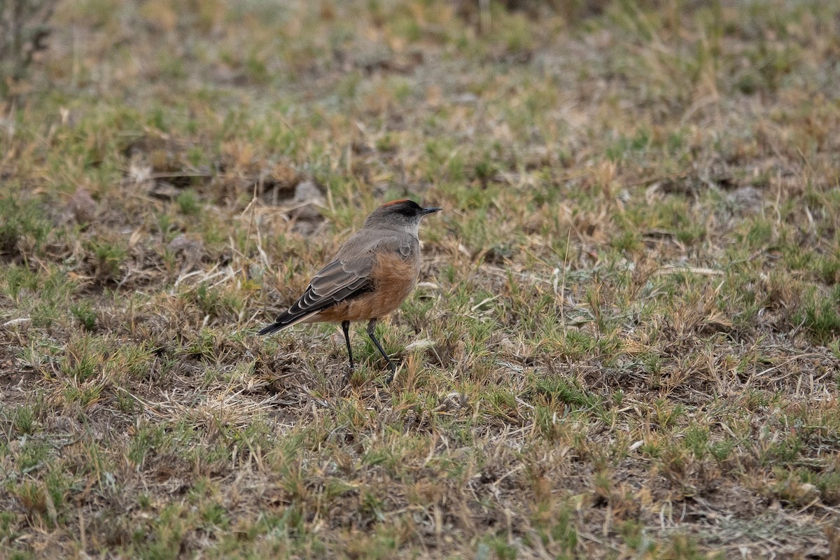 Cinnamon-bellied Ground-Tyrant - ML636605495