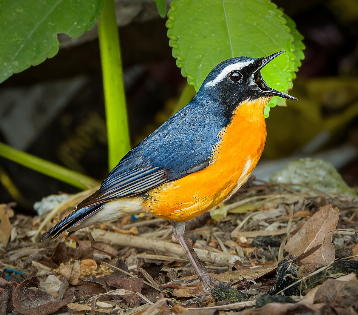 Indian Blue Robin - ML636605667