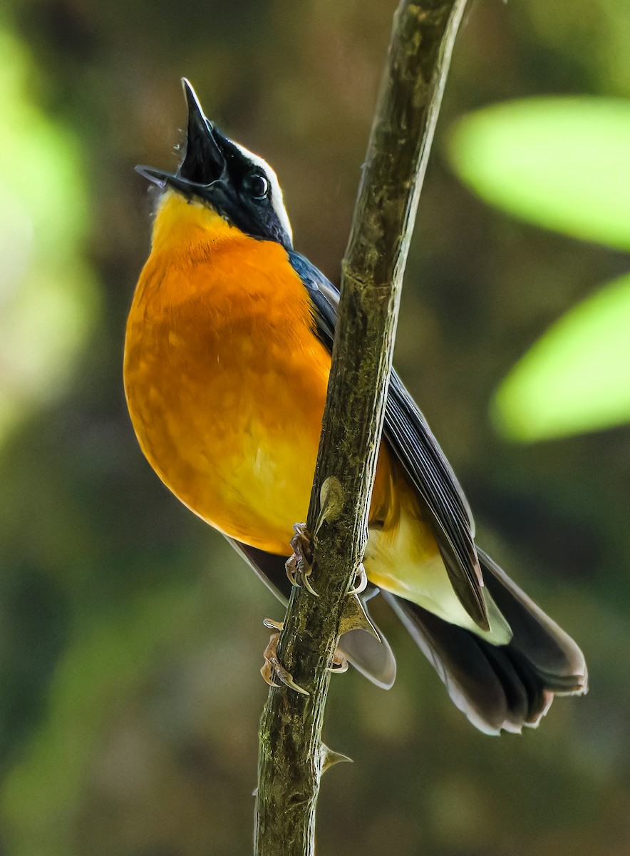 Indian Blue Robin - ML636605668