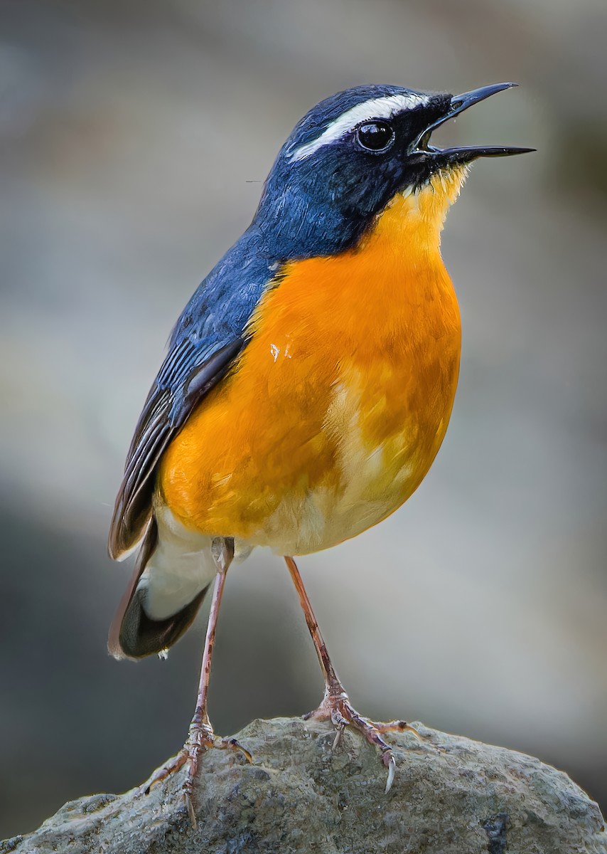Indian Blue Robin - ML636605670