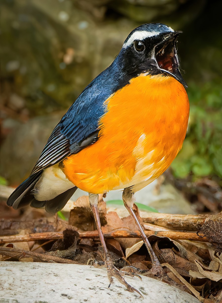 Indian Blue Robin - ML636605671