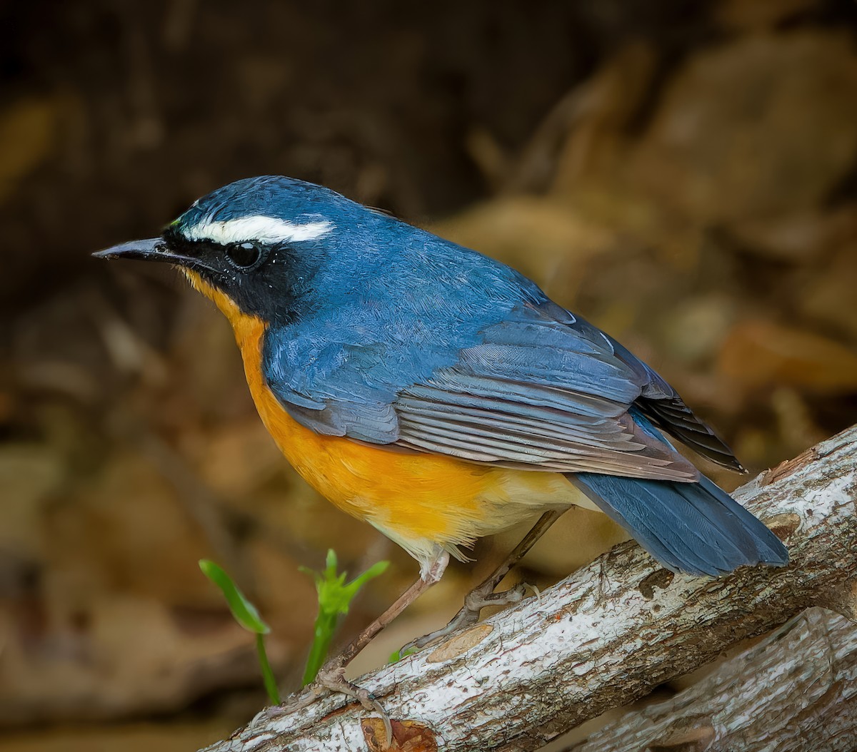 Indian Blue Robin - ML636605672