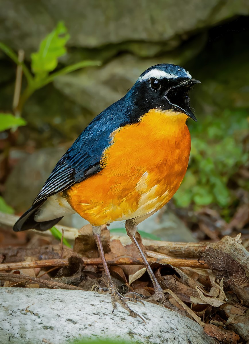 Indian Blue Robin - ML636605673