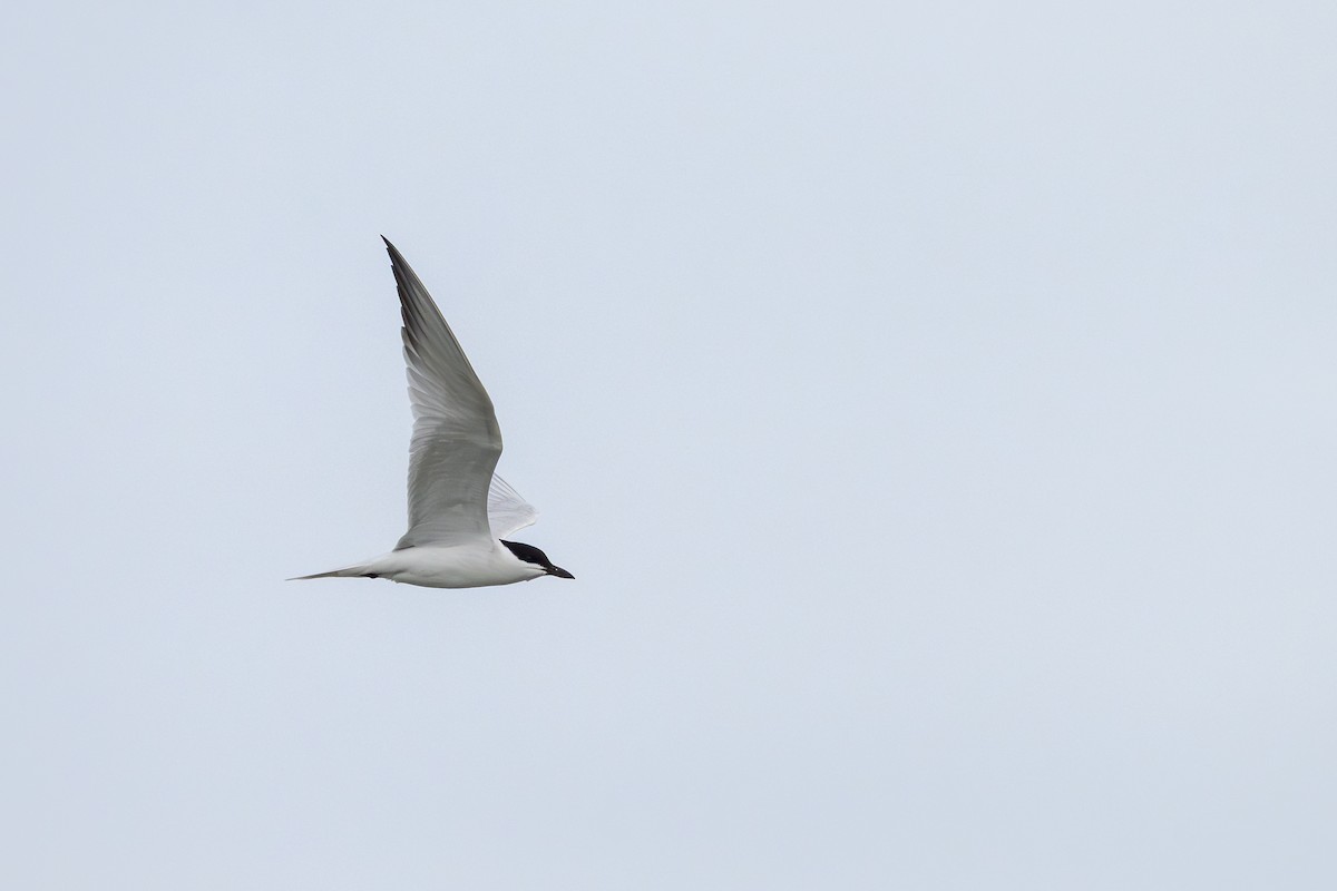 Gull-billed Tern - ML636605680