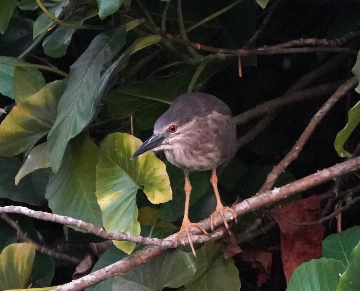 Black-crowned Night Heron - ML636605704