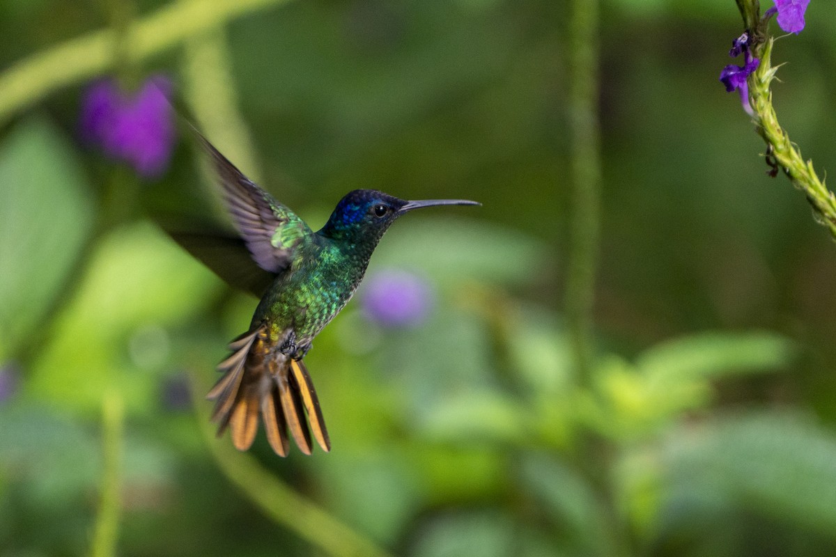 Golden-tailed Sapphire - ML636605886