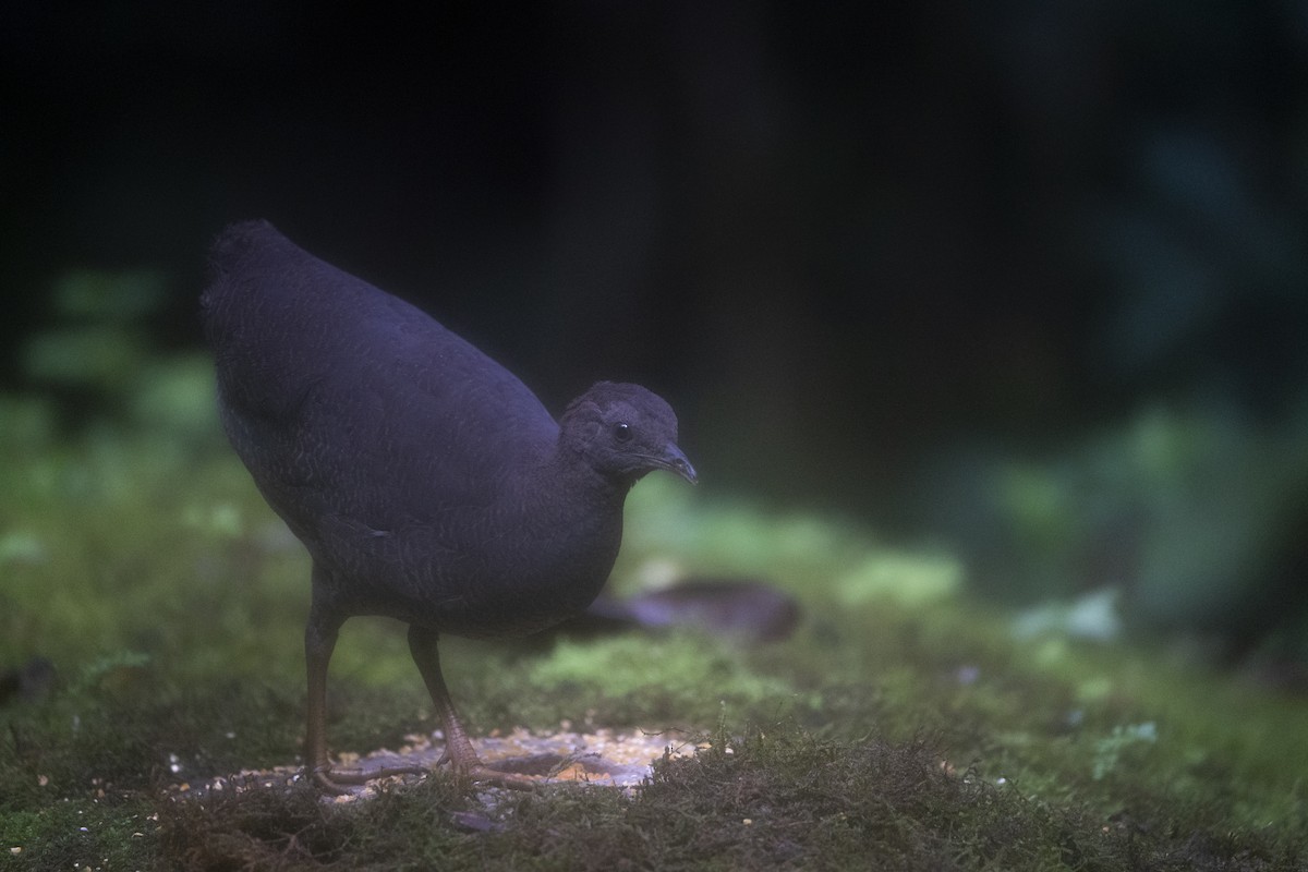 Cinereous Tinamou - ML636605896