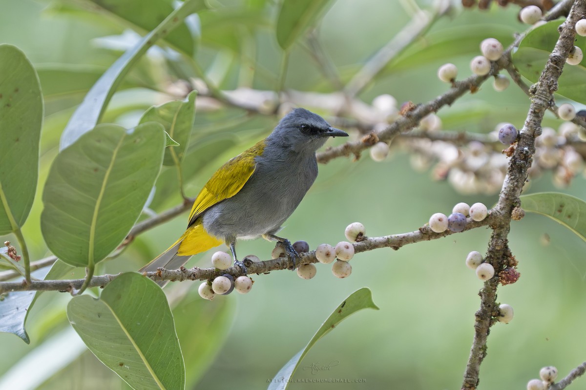 Gray-bellied Bulbul - ML636605908