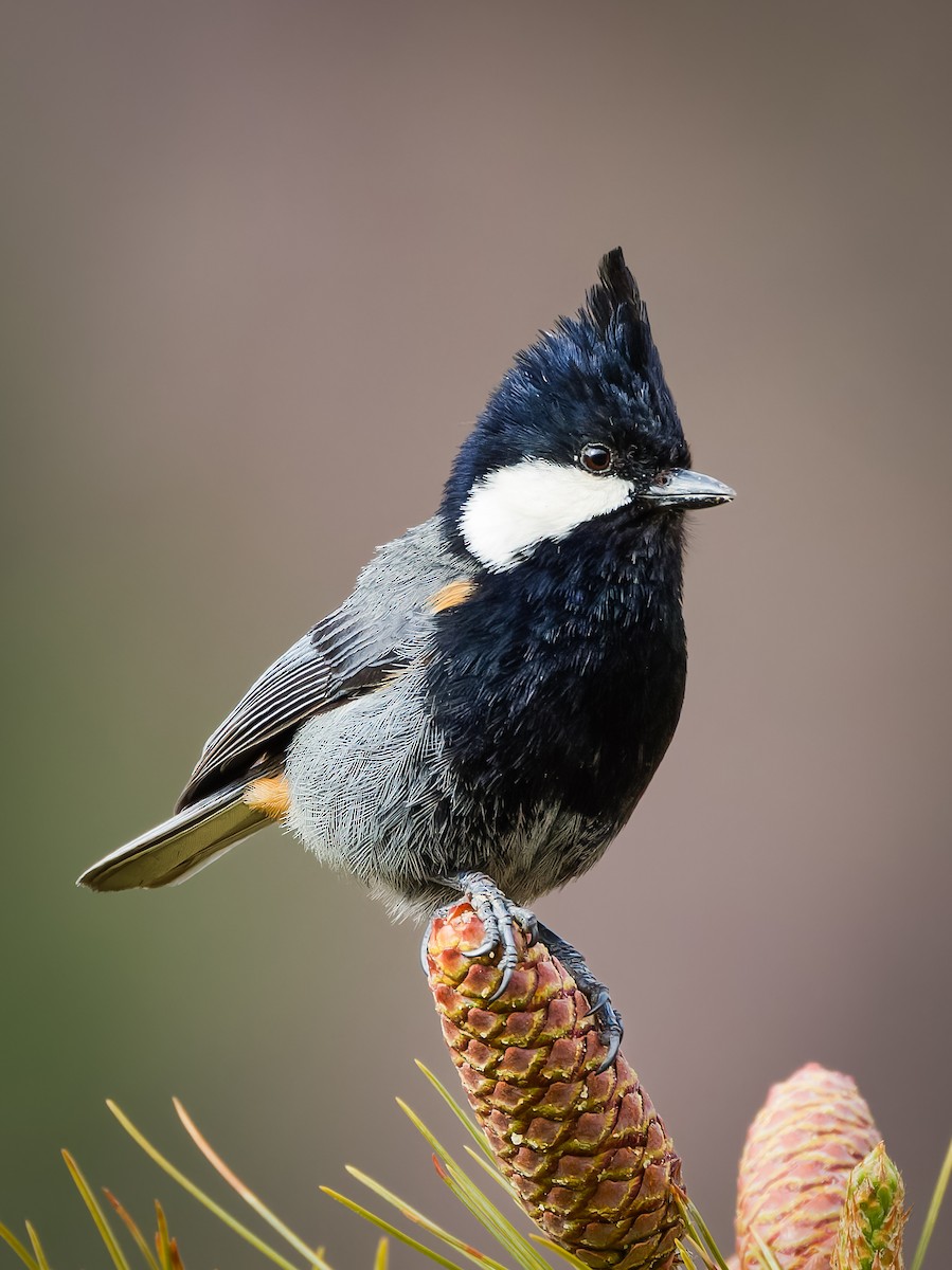 Rufous-naped Tit - ML636605911
